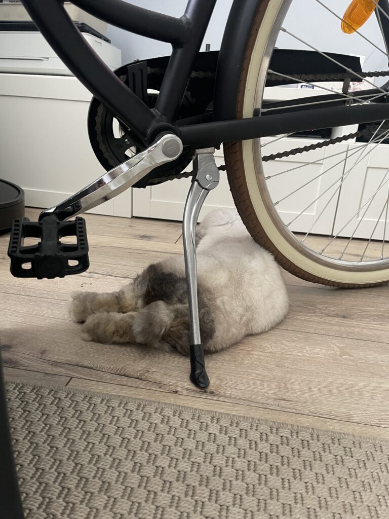 Zdjęcie przedstawia królika leżącego pod rowerem w pokoju dziennym.